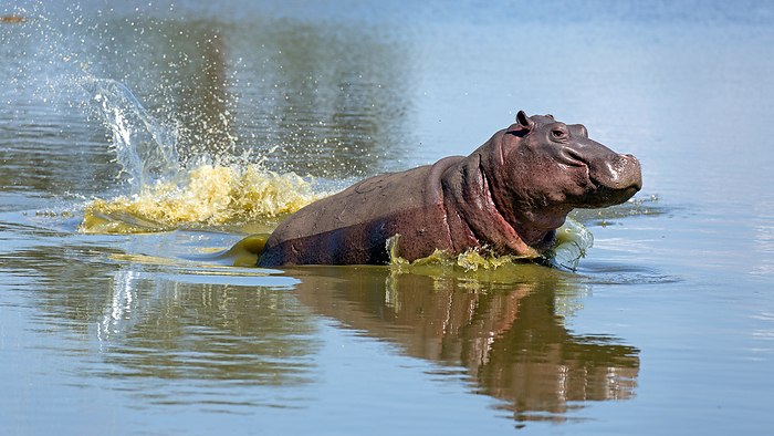 Hippo Hippo, by Zoonar Andreas Edelm