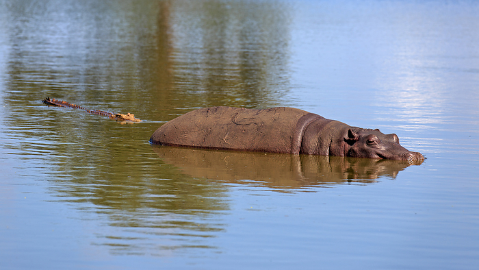Hippopotamus and crocodile Hippopotamus and crocodile, by Zoonar Andreas Edelm