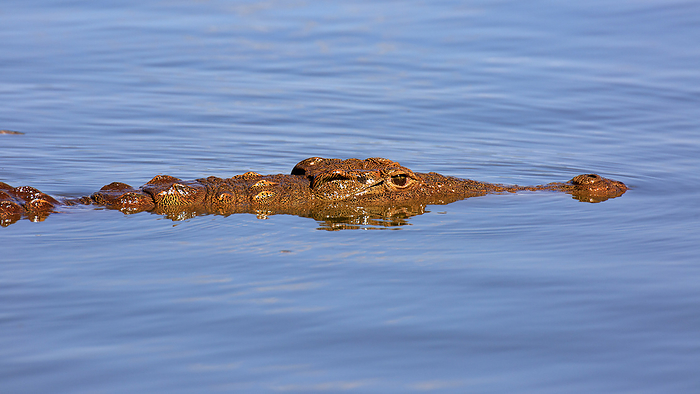 crocodile crocodile, by Zoonar Andreas Edelm