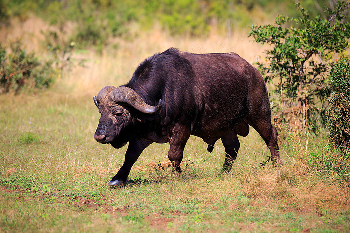 buffalo buffalo, by Zoonar Andreas Edelm