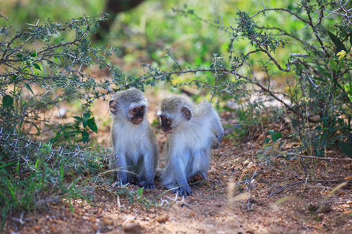 Vervet monkeys Vervet monkeys, by Zoonar Andreas Edelm