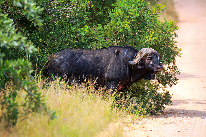 Cape buffalo Cape buffalo, by Zoonar Andreas Edelm