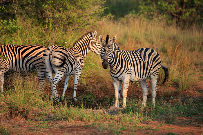 Zebra herd Zebra herd, by Zoonar Andreas Edelm