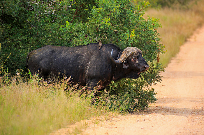 Cape buffalo Cape buffalo, by Zoonar Andreas Edelm