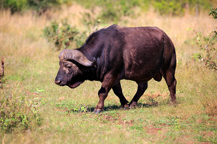 buffalo buffalo, by Zoonar Andreas Edelm