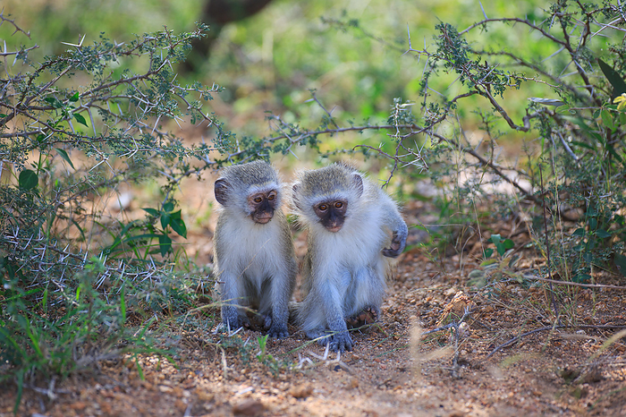 Vervet monkeys Vervet monkeys, by Zoonar Andreas Edelm