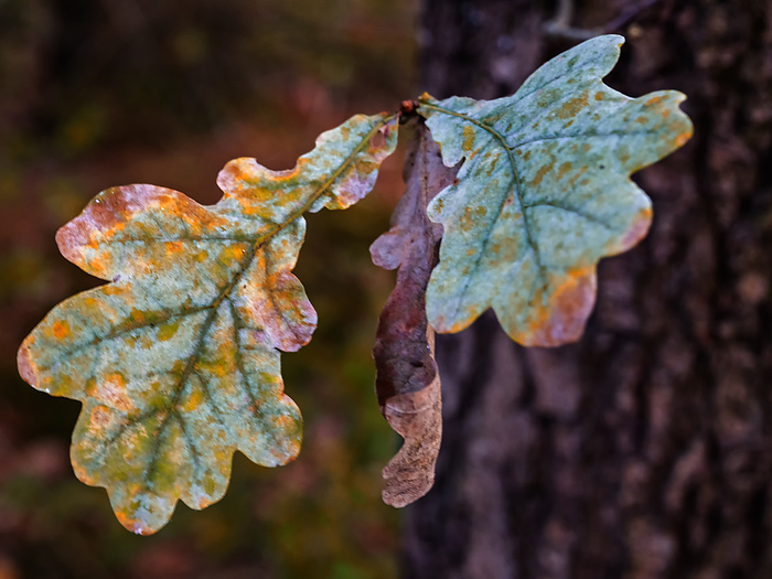 Close up of three leaves of oak tree in autumn growing directly on tree trunk Close up of three leaves of oak tree in autumn growing directly on tree trunk, by Zoonar Katrin May