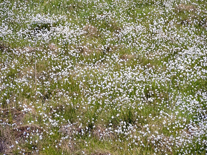Flowering cotton grass  Eriophorum  in a moor landscape in Mecklenburg Vorpommern, Germany Flowering cotton grass  Eriophorum  in a moor landscape in Mecklenburg Vorpommern, Germany, by Zoonar Katrin May