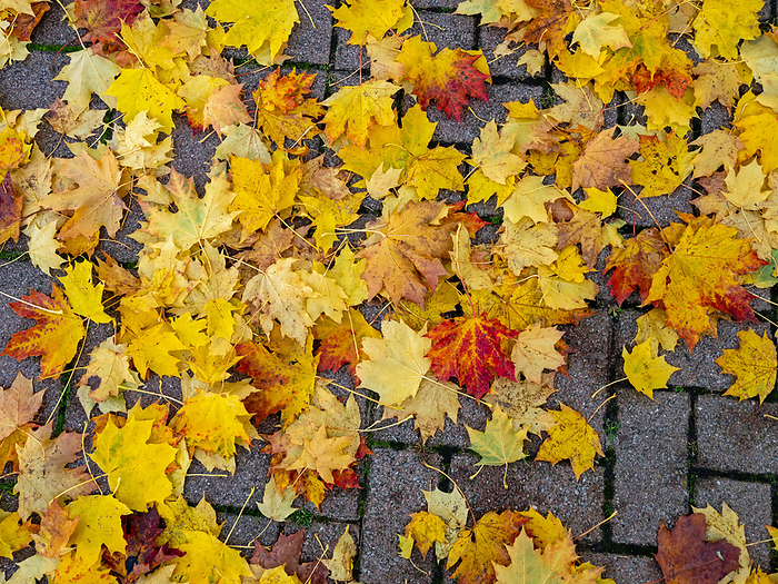 Close up of autumn colorful maple leaves on paving stones Close up of autumn colorful maple leaves on paving stones, by Zoonar Katrin May
