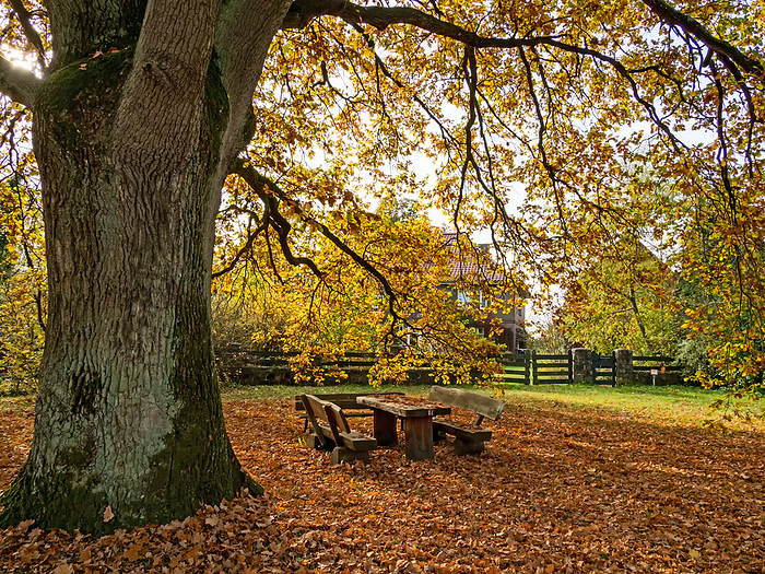 Idyllic picnic spot under an old oak tree in autumn in Wendland, Germany Idyllic picnic spot under an old oak tree in autumn in Wendland, Germany, by Zoonar Katrin May