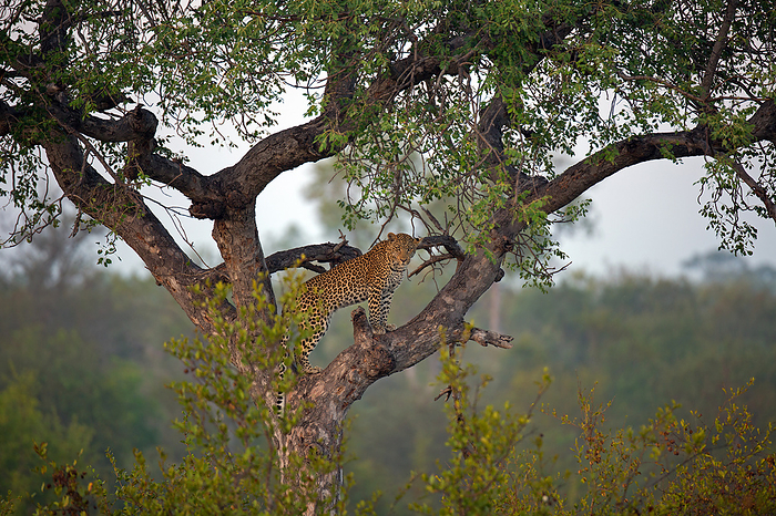 Leopard on a tree Leopard on a tree, by Zoonar Andreas Edelm