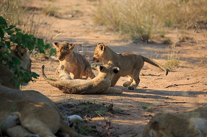 Baby lions playing Baby lions playing, by Zoonar Andreas Edelm