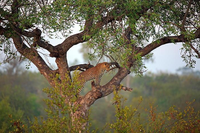 Leopard on a tree Leopard on a tree, by Zoonar Andreas Edelm
