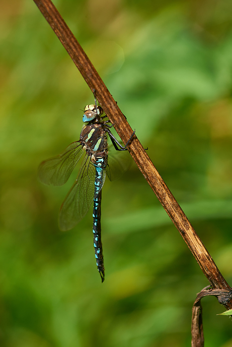 Common hawker male Common hawker male, by Zoonar Karin Jaehne