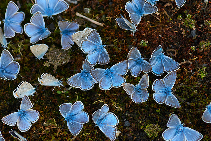 Male Polyommatus amandus, the Amanda s blue Male Polyommatus amandus, the Amanda s blue, by Zoonar Karin Jaehne
