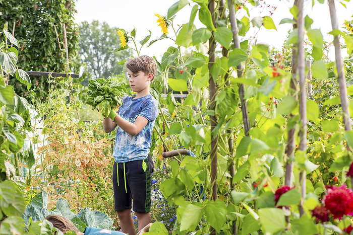 Kinderen op schooltuin young boy examinging fresh produce of vegetables and salad he has picked from the garden in summer.