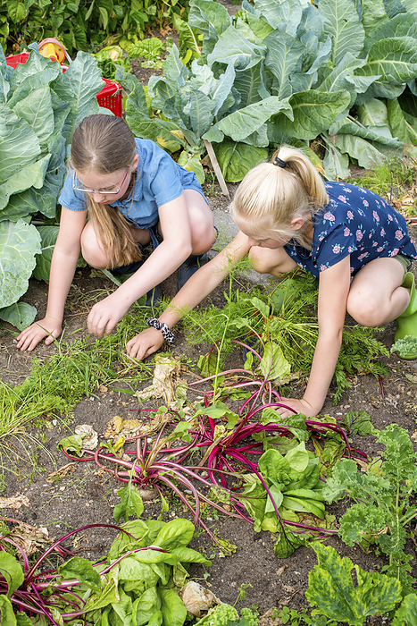 Kinderen op schooltuin two young girls, sisters at their mothers allotment weeding and picking fresh vegetables for lunch