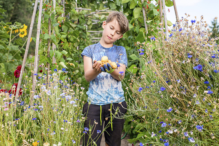 Kinderen op schooltuin Young boy holding potatoes he has grown and picked in his wild flower allotment at Summer time.