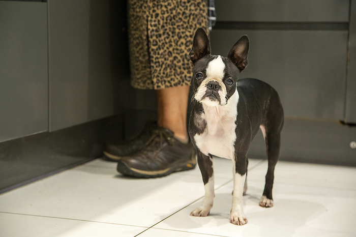 A Boston Terrier dog, stands by his owner in the kitchen , hoping for food. A Boston Terrier dog, stands by his owner in the kitchen , hoping for food.