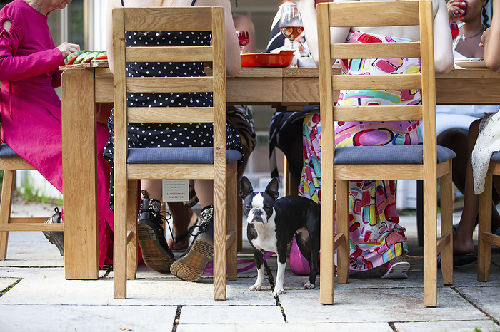 A Boston terrier Dog waits underneath the table at a summer garden party A Boston terrier Dog waits underneath the table at a summer garden party