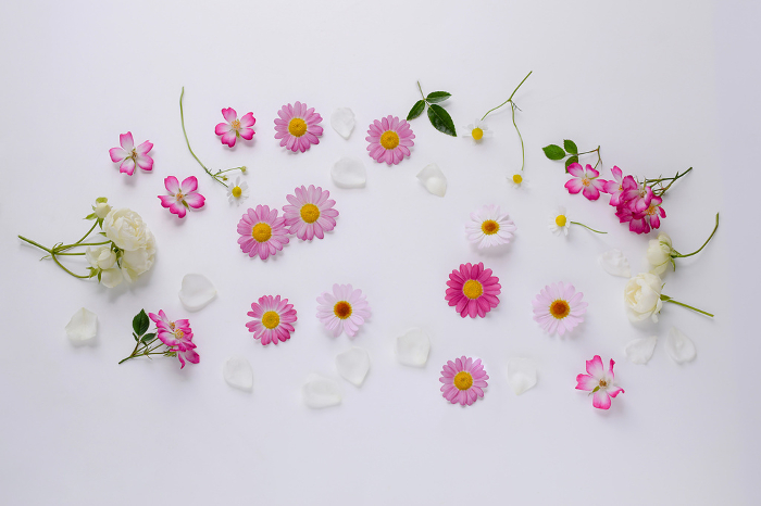 Various flower petals, spring flower decoration on white background, marguerite, rose and chamomile petals