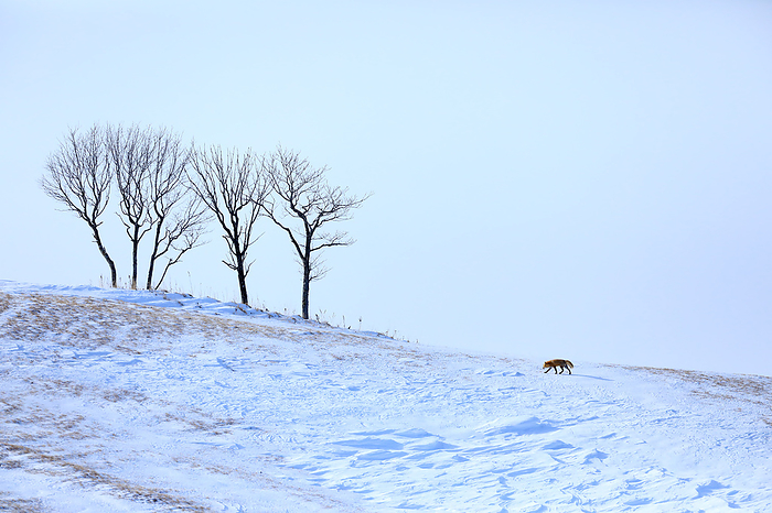 Hokkaido: A Fox Growing in the Land of the North