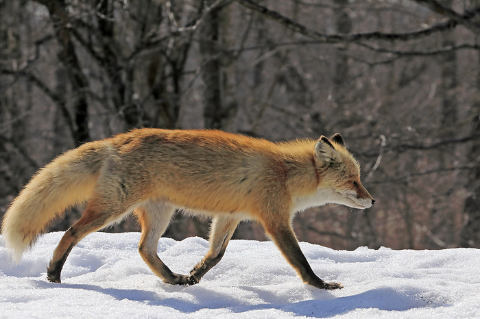 Hokkaido: A Fox Growing in the Land of the North