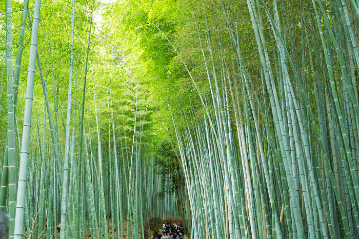 Scenery of a small path in a bamboo grove in Arashiyama, Kyoto
