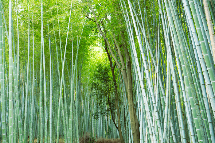Scenery of a small path in a bamboo grove in Arashiyama, Kyoto