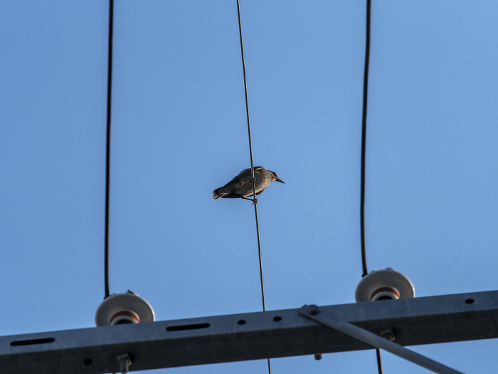 A thrush perches on an electric wire