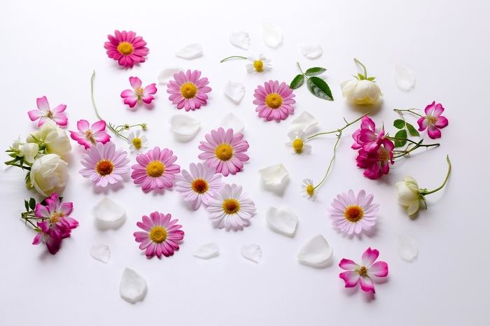 Various flower petals, spring flower decoration on white background, marguerite, rose and chamomile petals