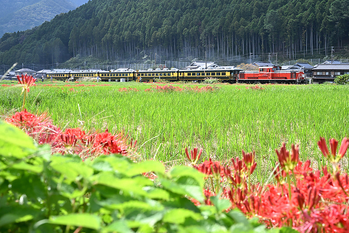 Salon Car Naniwa  Hyogo Terroir Journey  and Higanbana  higanbana  with DD51 traction on Bantan Line, Hyogo Prefecture Taken at Teramae Station   Hase Station