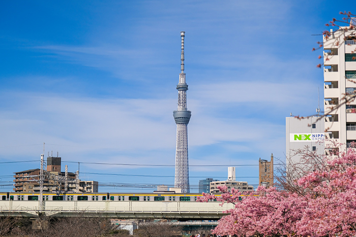 Edogawa-ku, Tokyo Kawazu cherry blossoms along the old Nakagawa River in full bloom and Tokyo Sky Tree