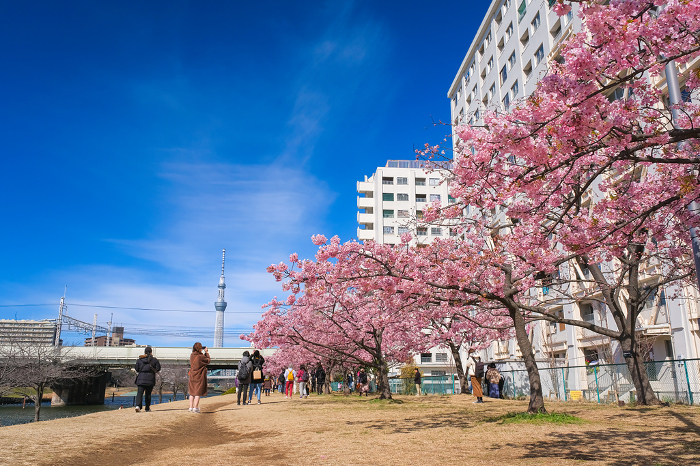 Kawazu cherry blossoms along the old Nakagawa River in full bloom in Edogawa-ku, Tokyo