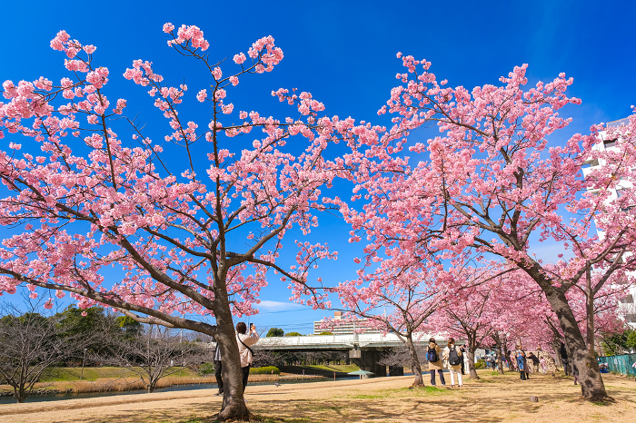 Kawazu cherry blossoms along the old Nakagawa River in full bloom in Edogawa-ku, Tokyo