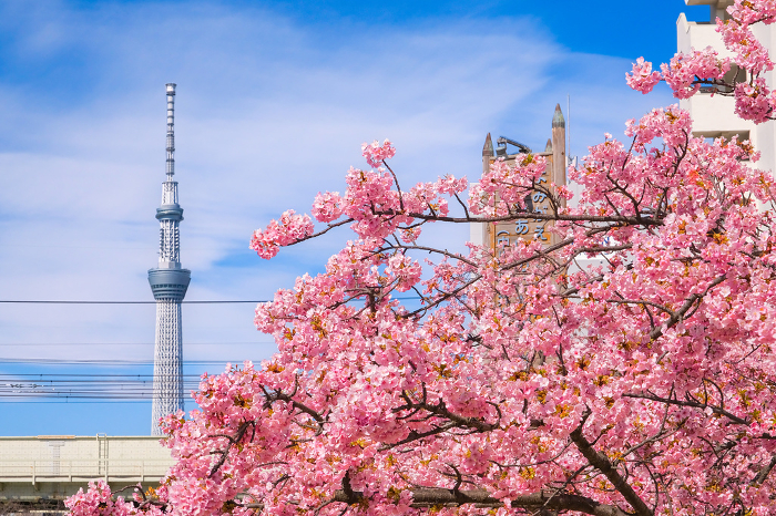 Edogawa-ku, Tokyo Kawazu cherry blossoms along the old Nakagawa River in full bloom and Tokyo Sky Tree