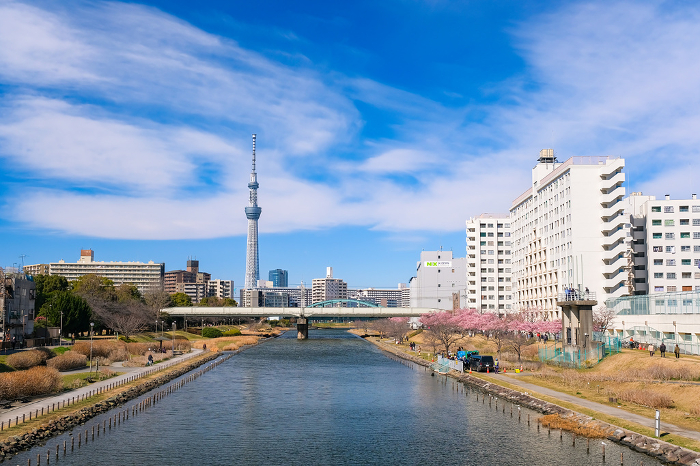 Tokyo: Old Nakagawa River in spring when Kawazu cherry blossoms are in bloom and Tokyo Sky Tree can be seen.