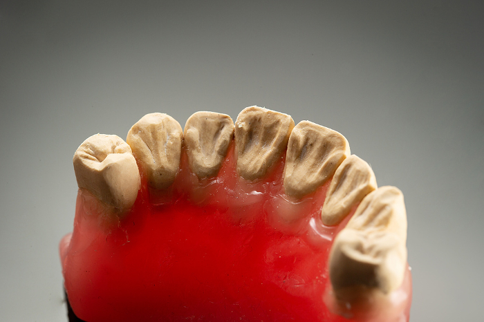 Dental Models Dental Imaging