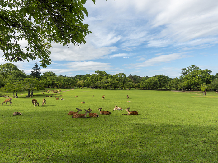 Nara Park in midsummer with blue sky and fresh greenery
