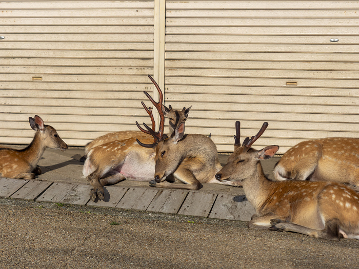 A herd of deer resting in the eaves of a store