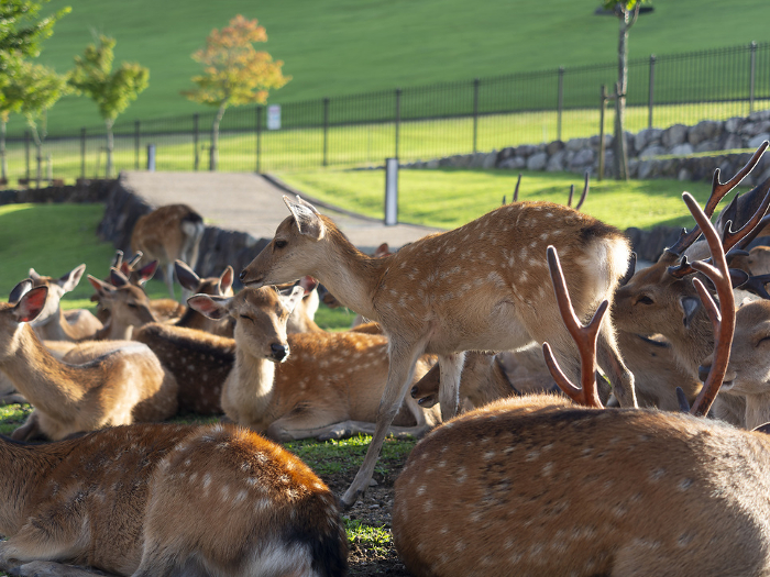 A herd of deer and fawns in Nara Park