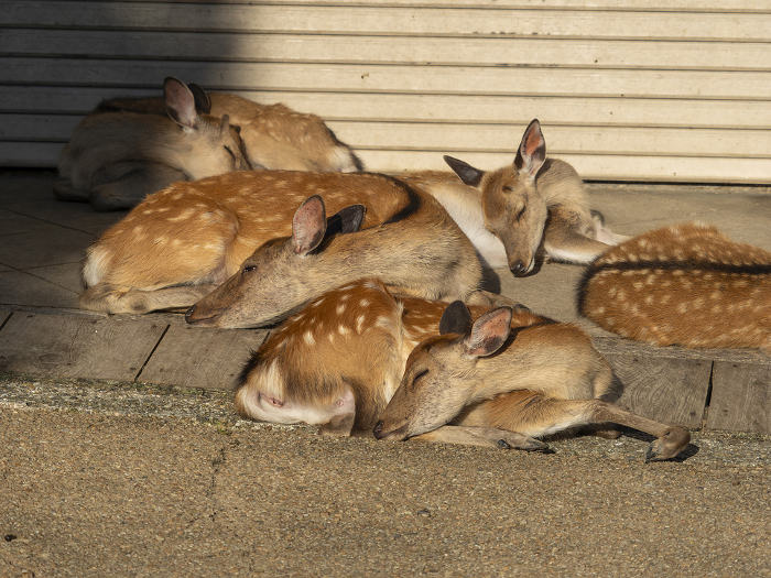 A herd of deer resting in the eaves of a store