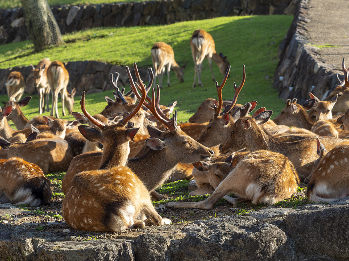 A herd of deer in Nara Park resting after a meal