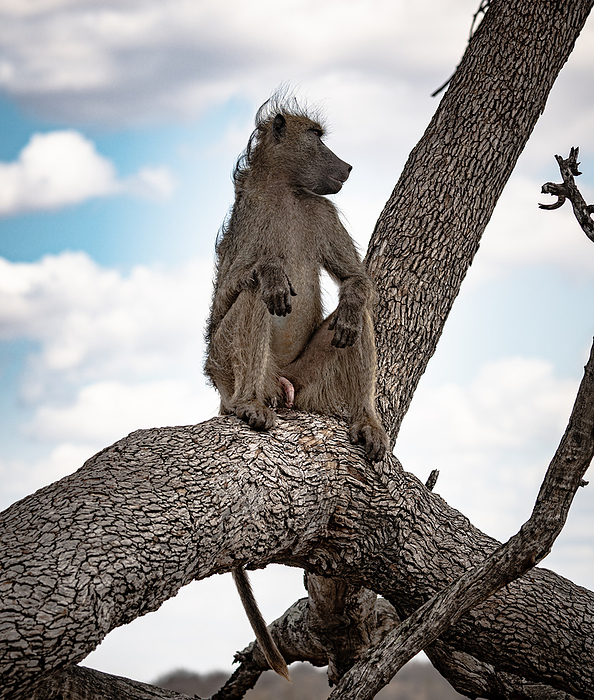 Male Chacma Baboon  Papio Ursinus  sitting on a branch Male Chacma Baboon  Papio Ursinus  sitting on a branch, by Zoonar Christoph Sch