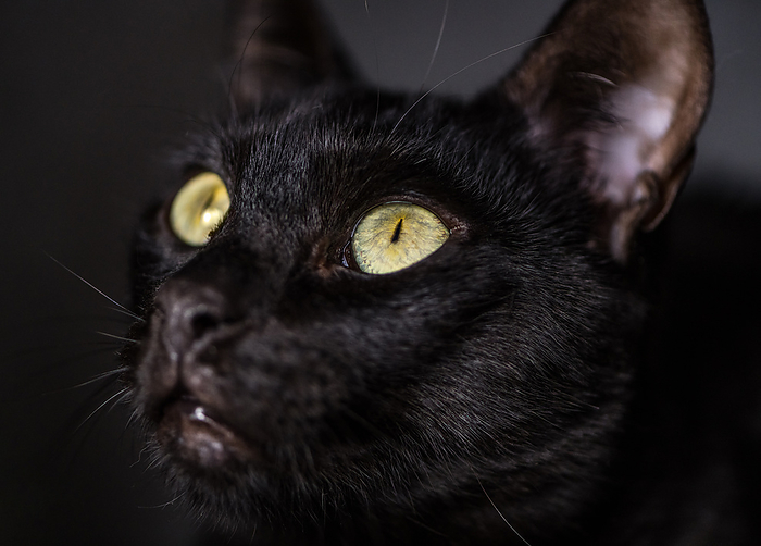 Cute black cat face close up picture Cute black cat face close up picture, by Zoonar Christoph Sch