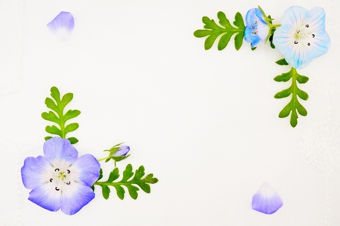 Framed fresh flowers with blue nemophila flowers and leaves decorating the corners on a lace white background.