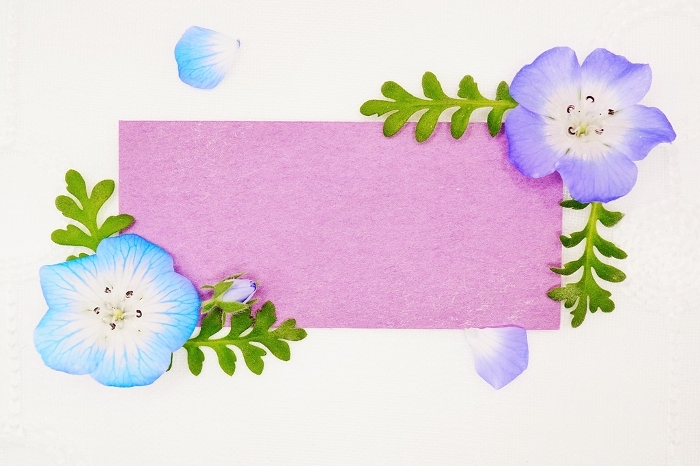 Mock-up of purple spring-like title frame with blue nemophila flowers and leaves on white lace background