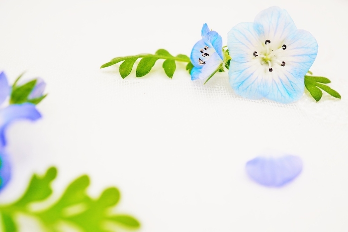 Lace white background with blue beautifully nemophila flowers close-up background material.