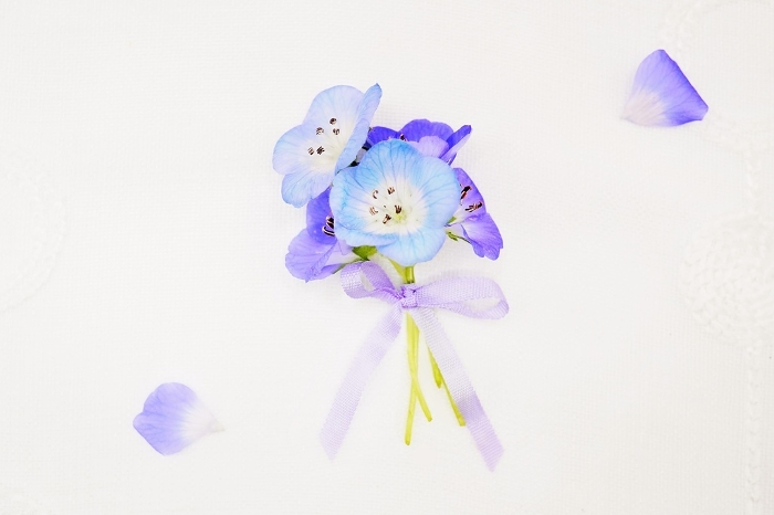 Small bouquet of nemophila bunched with pale purple ribbon on white background