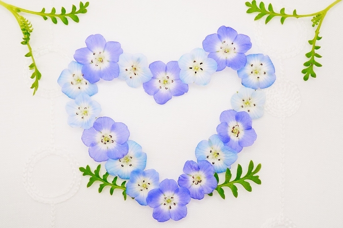 Heart shape with blue nemophila flowers on white background